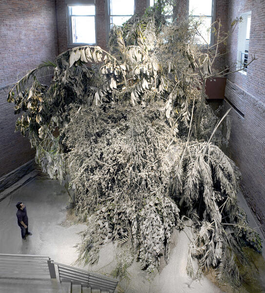 "Preserved Forest". 2010  Nursery-grown trees, earth, concrete.  Dimensions variabl
