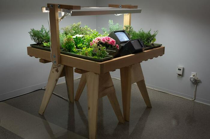Life Cycle: Electric Light + Water + Soil → Flowers → Bees → Honey, 1971/2017. Hives, lavender, rosemary, red apple ground cover, flowers, video camera, video monitor, retro grow lights, and bees hive, 40 x 40 x 1 1/2 in. (101.6 x 101.6 x 3.8 cm); garden: 4 x 4 ft. (121.92 x 121.92 cm) Life Cycle: Electric Light + Water + Soil → Flowers → Bees → Honey, 1971/2017. Hives, lavender, rosemary, red apple ground cover, flowers, video camera, video monitor, retro grow lights, and bees hive, 40 x 40 x 1 1/2 in. (101.6 x 101.6 x 3.8 cm); garden: 4 x 4 ft. (121.92 x 121.92 cm)