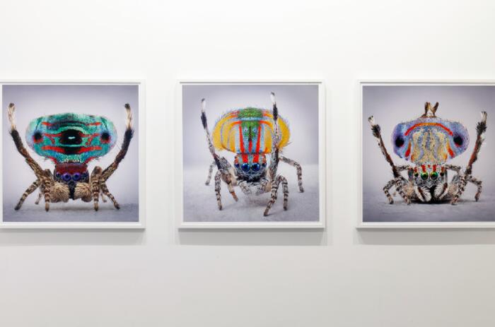 CARDOSO AND THE AESTHETIC SCIENCE OF NATURAL BEHAVIOR AT LA COMETA