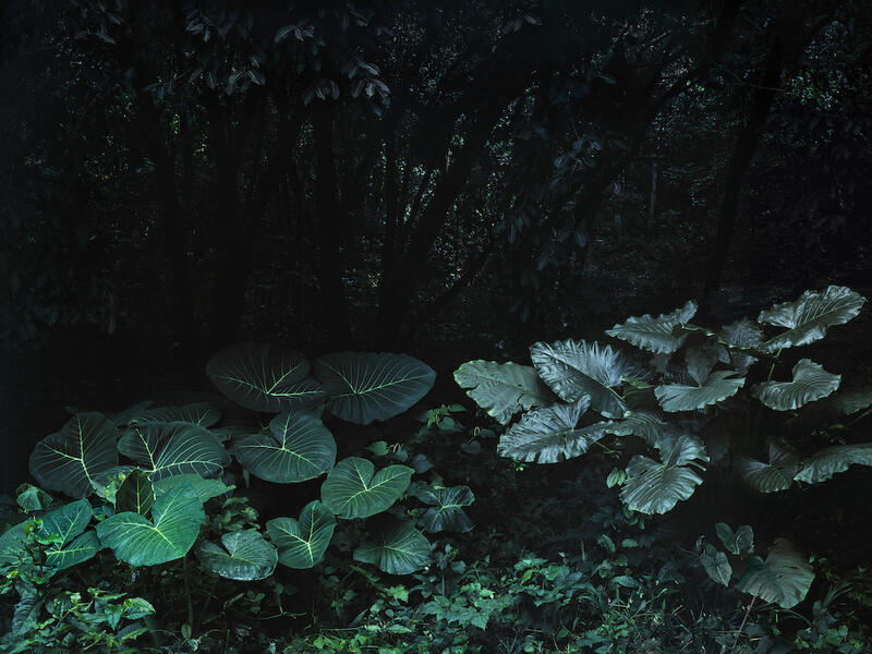 EL APARTAMENTO: THREE SENSITIVE CARTOGRAPHIES OF THE TROPICAL TERRITORY