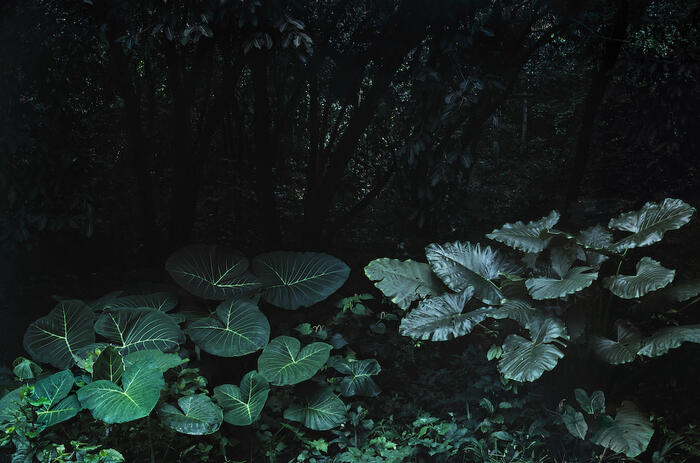 EL APARTAMENTO: THREE SENSITIVE CARTOGRAPHIES OF THE TROPICAL TERRITORY