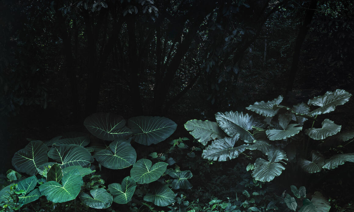 EL APARTAMENTO: THREE SENSITIVE CARTOGRAPHIES OF THE TROPICAL TERRITORY