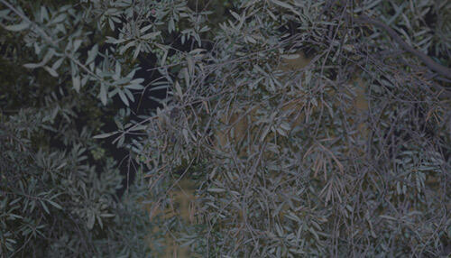   Alexander Apóstol  From the Series: Los Arboles de El Pardo I, (02)  Fotografía Digital Mural 6 Imágenes 100 x 175 cm c/u 2008