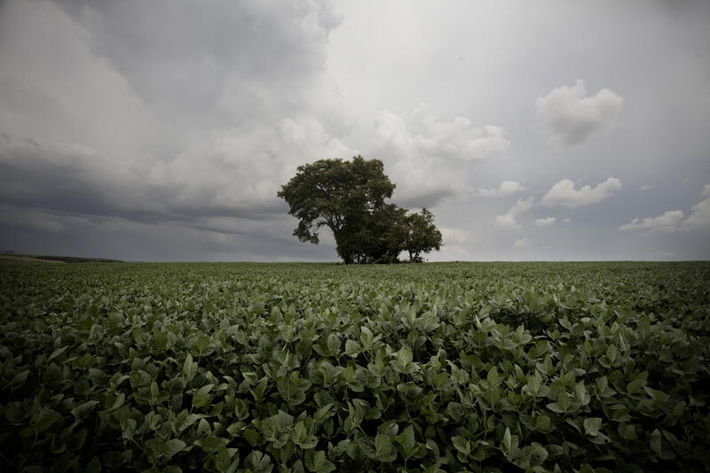 El Ojo Salvaje: Retratos Paraguayos