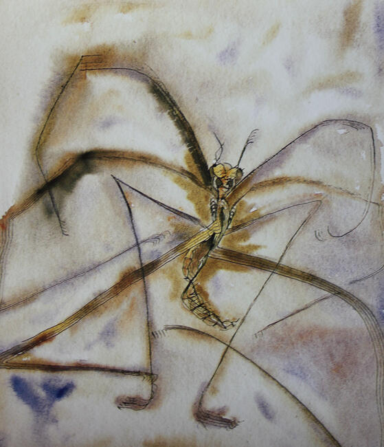 Francisco Toledo, Watercolor over cotton paper, 28x37 cm. Acuarela sobre papel de algodon, 28x37 cm