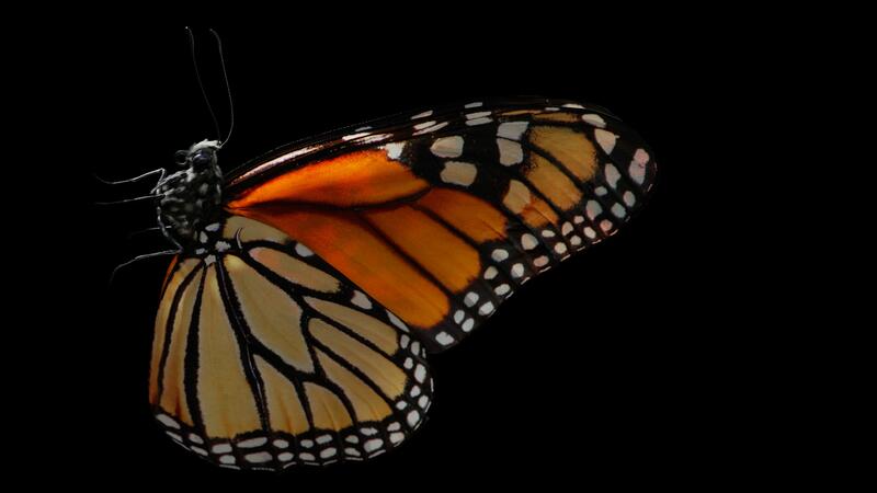 A BUTTERFLY FLYING ACROSS THE AMERICAN CONTINENT