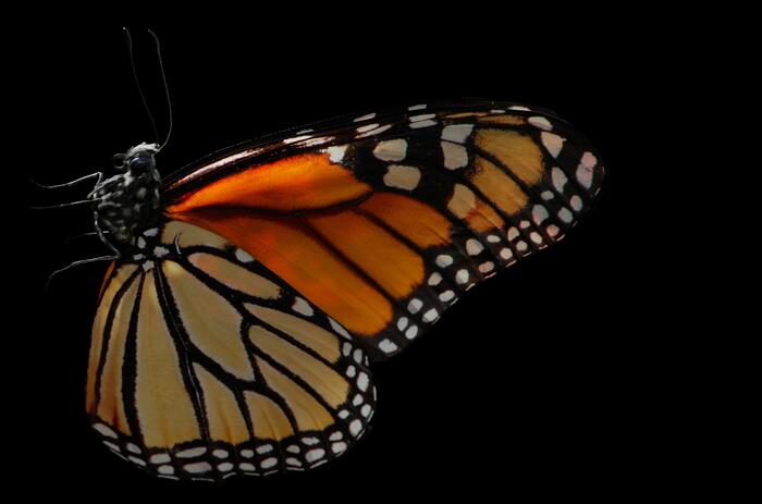 A BUTTERFLY FLYING ACROSS THE AMERICAN CONTINENT