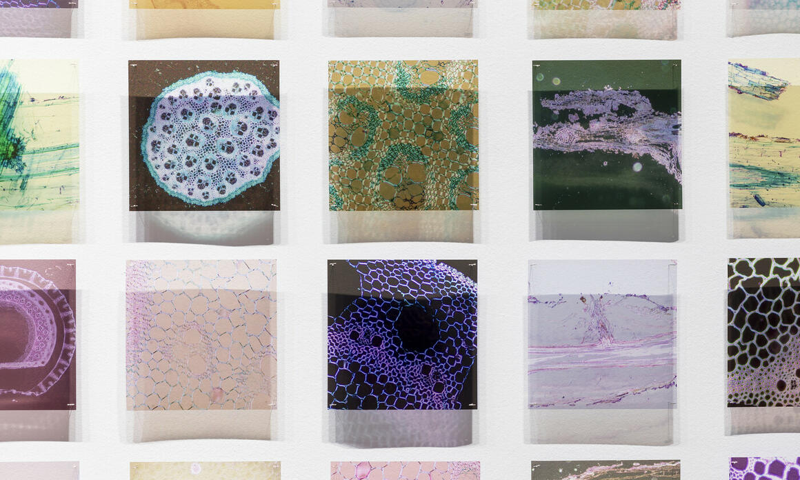 INDIGENOUS AUSTRALIA IN JAPAN: FIRST NATIONS WOMEN ARTISTS ON VIEW