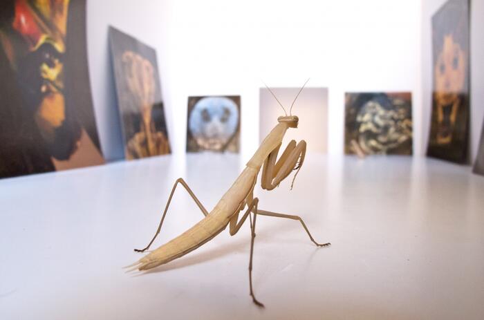 Jordi Abelló, Mantis, 2015 (fotograma del vídeo). Vídeo. Color, sin sonido. Duración: 4’ 23’’. Medidas variables. Colección del artista. © de la obra, Jordi Abelló, 2019