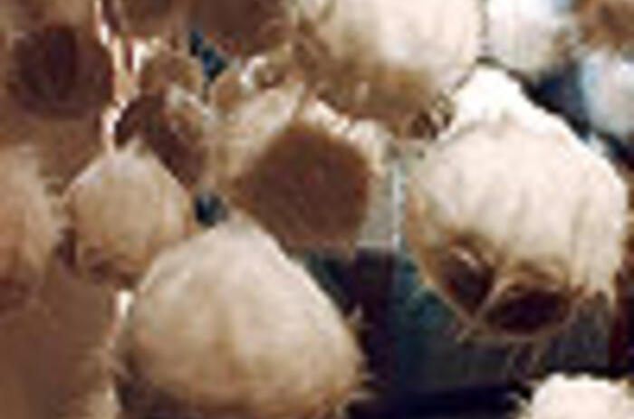 REVIEWS- TERESA DIEHL