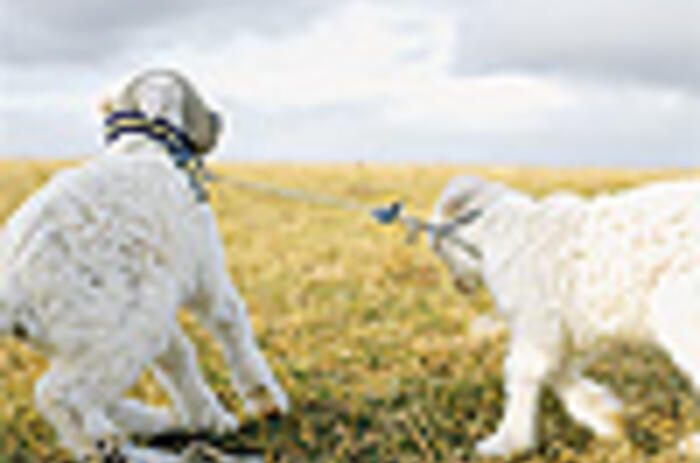 REVIEWS - ALESSANDRA SANGUINETTI