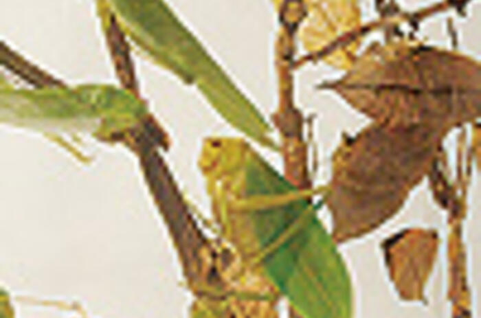 REVIEWS - MARÍA FERNANDA CARDOSO