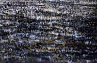 "Viaje intermitante", óleo sobre tela, 1 x 2 m, 2001
