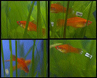 Rivane Neuenschwander and Sergio Neuenschwander, Love Lettering  2002